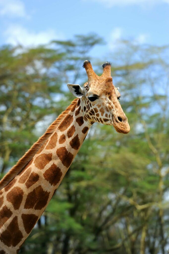 Giraffe